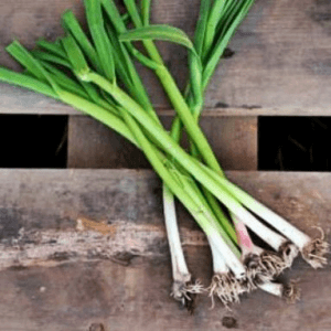 AILLET - tige d'aillet à l'unité - s'utilise en condiment et remplace aisément l'ail - cru et émincé dans une salade verte ou composée - cuit pour agrémenter une omelette, une poêlée de légumes, une viande rôtie -
